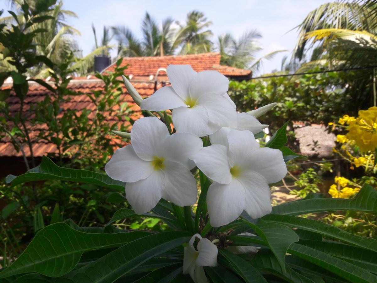 Natural Cabanas Kanattegoda 외부 사진