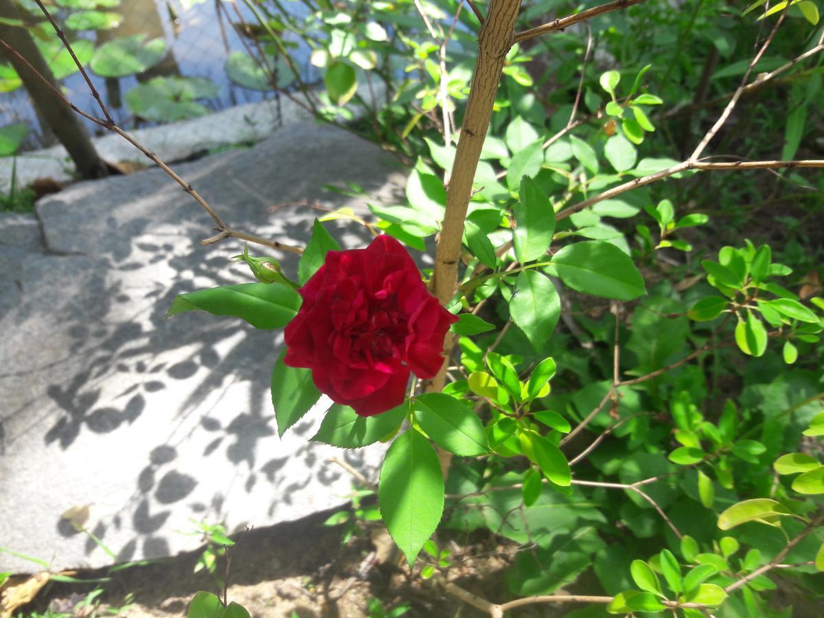 Natural Cabanas Kanattegoda 외부 사진