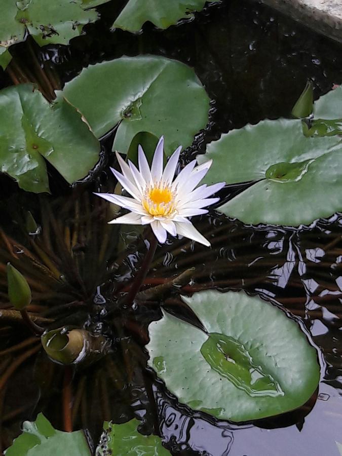 Natural Cabanas Kanattegoda 외부 사진
